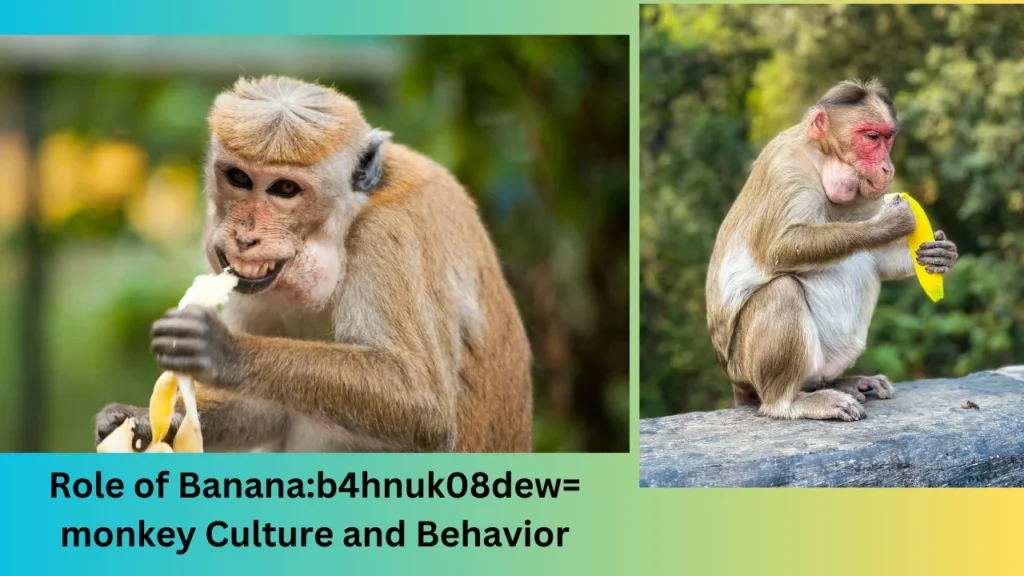 Role of Banana:b4hnuk08dew= monkey Culture and Behavior