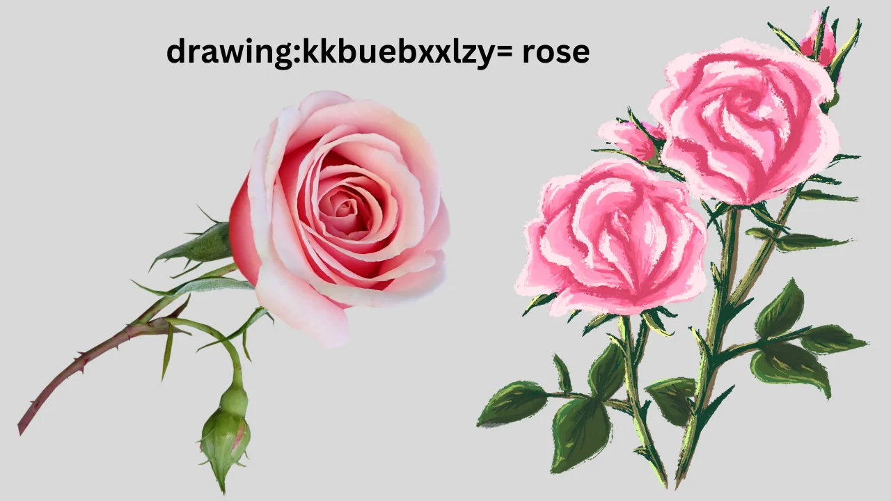 drawing:kkbuebxxlzy= rose